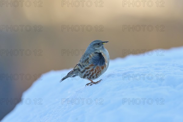 A bird stands on a snowy surface in a cool winter landscape, Alpine Accentor (Prunella collaris), Gemmi Pass, Leukerbad, Leuk, Valais, Switzerland