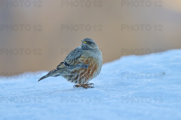 A bird sitting in the snow, surrounded by a wintry, cold atmosphere, Alpine Accentor (Prunella collaris), Gemmi Pass, Leukerbad, Leuk, Valais, Switzerland