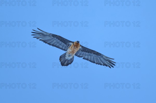 A powerful bearded vulture flies through the blue sky with its wings spread wide, bearded vulture (Gypaetus barbatus), Gemmi Pass, Leukerbad, Leuk, Valais, Switzerland