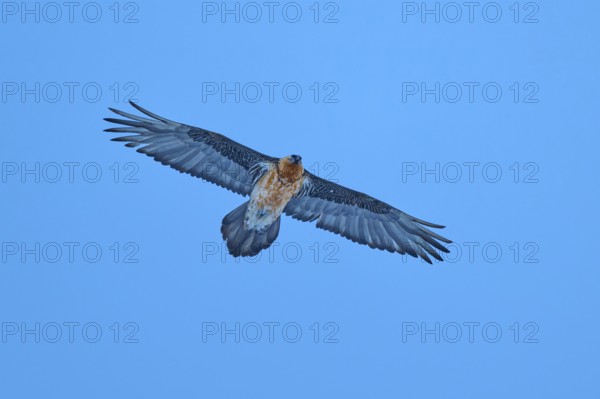 A bearded vulture with a large wingspan spreads its wings wide in the clear sky, bearded vulture (Gypaetus barbatus), Gemmi Pass, Leukerbad, Leuk, Valais, Switzerland