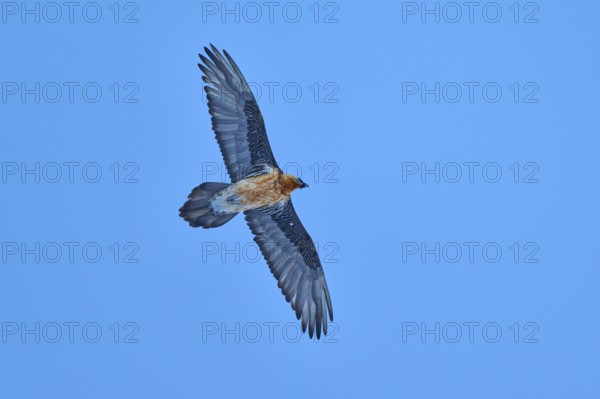 A graceful bearded vulture flies high in the blue sky and shows its large wings, bearded vulture (Gypaetus barbatus), Gemmi Pass, Leukerbad, Leuk, Valais, Switzerland
