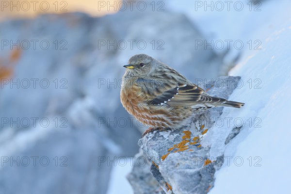 A bird sitting on a rock with orange-coloured lichen, Alpine Accentor (Prunella collaris), Gemmi Pass, Leukerbad, Leuk, Valais, Switzerland