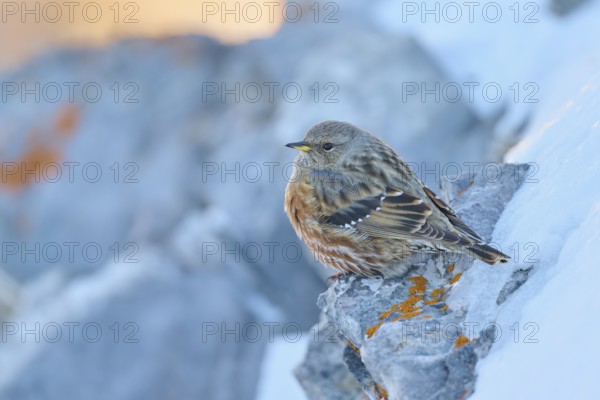 A bird sitting on a snow-covered rock in winter, Alpine Accentor (Prunella collaris), Gemmi Pass, Leukerbad, Leuk, Valais, Switzerland