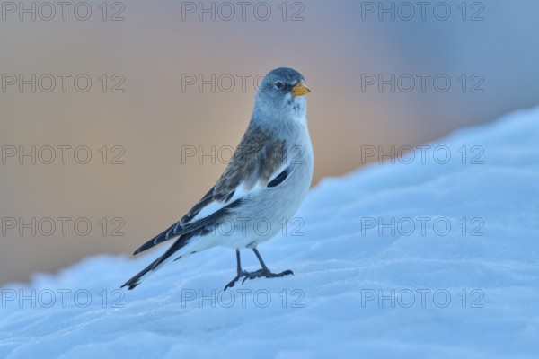 A bird standing in the snow, surrounded by a quiet winter atmosphere, Snowfinch (Montifringilla nivalis), Gemmi Pass, Leukerbad, Leuk, Valais, Switzerland
