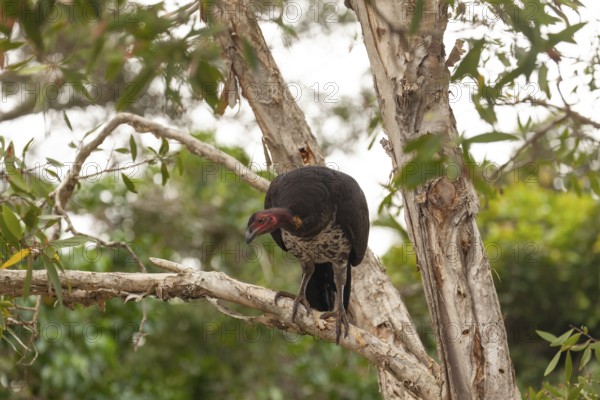 Daytime view of Australian bush turkey (Alectura lathami) on a tree at Broken Head Nature Reserve near Byron Bay, New South Wales, Australia