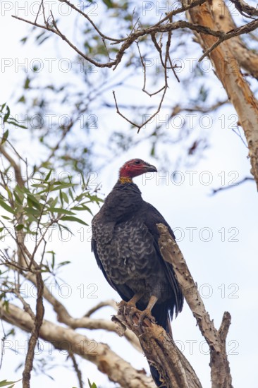 Daytime view of Australian bush turkey (Alectura lathami) on a tree at Broken Head Nature Reserve near Byron Bay, New South Wales, Australia