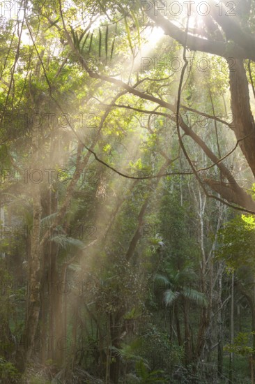 Morning sun rays light bush forest at Broken Head Nature Reserve near Byron Bay, New South Wales, Australia