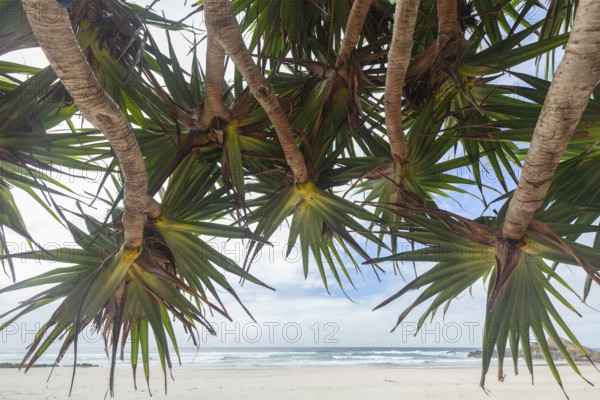 Sunny afternoon beach light with pandanus palms at Kings Beach, Broken Head Nature Reserve near Byron Bay, New South Wales, Australia