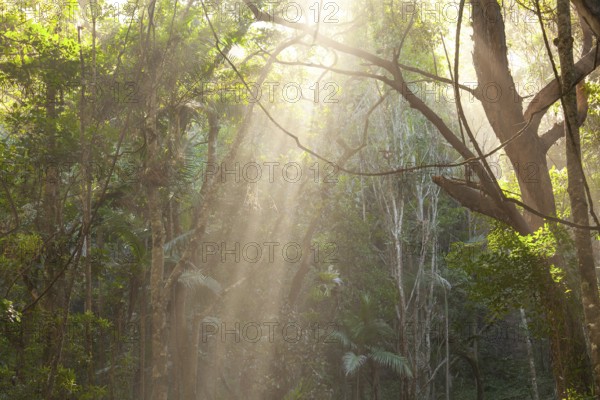 Morning sun rays light bush forest at Broken Head Nature Reserve near Byron Bay, New South Wales, Australia