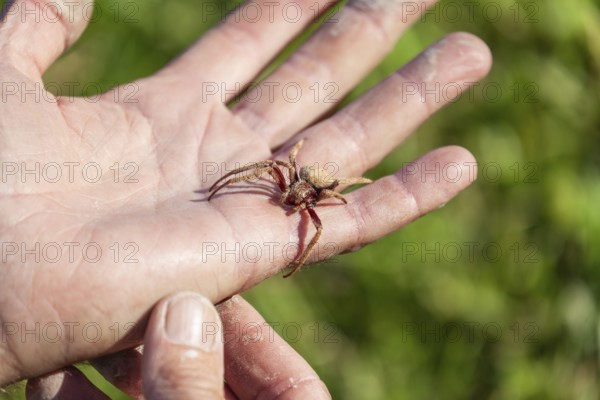 Daytime macro view of a huntsman spider resting on a man hand at an outdoor location, Australia