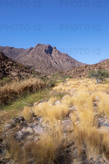 Hiking to White Lady, Dry Mountain Landscape, Tsisab Gorge, Brandberg, Erongo, Namibia