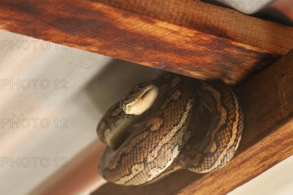 Snake relaxing under a corrugated roof in a local carpark. Resting carpet python, Byron Bay, New South Wales, Australia