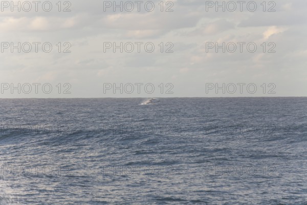 Migration view with whale jumping in the distant ocean. Humpback whale breaching, Cape Byron, New South Wales, Australia