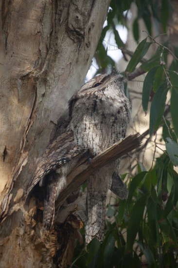 Birds sitting in a row on a short tree branch in the wild bush. Two tawny frogmouths, Byron Bay, New South Wales, Australia