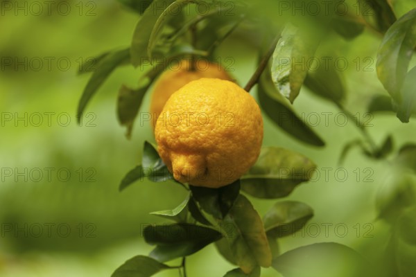 Bush lemons (Citrus jambhiri) hanging on a tree branch with lush green ferns in background. Ripe fruit, Byron Bay, New South Wales, Australia