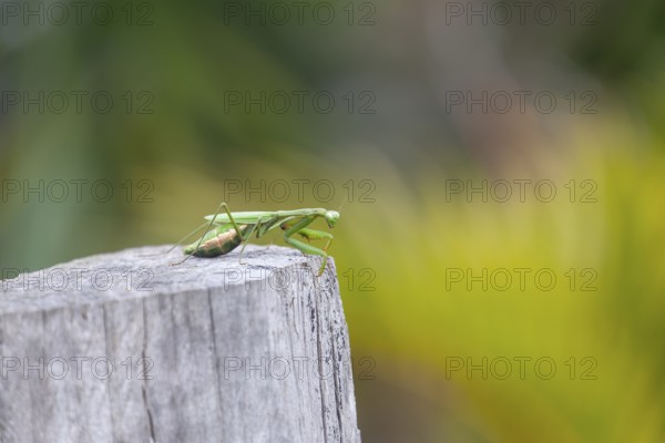 Large giant mantis resting on a wooden fence post in the outdoor light. Macro view, Byron Bay, New South Wales, Australia