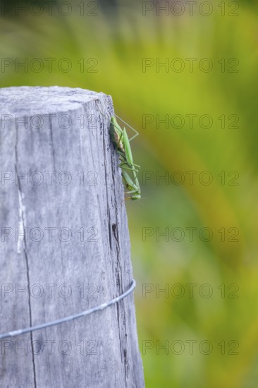 Large giant mantis resting on a wooden fence post in the outdoor light. Macro view, Byron Bay, New South Wales, Australia