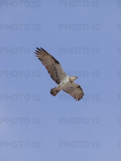 Eastern osprey (Pandion cristatus) with open wings soaring through the air near the coast. Osprey flying, Byron Bay, New South Wales, Australia