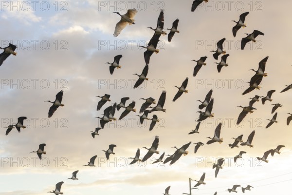 Large group of Australian white ibises (Threskiornis molucca) soaring across the blue sky. Flying birds, Byron Bay, New South Wales, Australia
