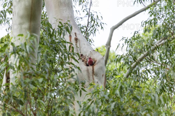 Cockatoo sitting in a eucalyptus tree hollow in the wild bush. Galah (Eolophus roseicapilla), Byron Bay, New South Wales, Australia