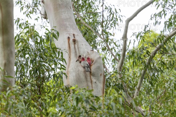 Two cockatoos sitting in a eucalyptus tree hollow in the wild bush. Pair of galahs (Eolophus roseicapilla), Byron Bay, New South Wales, Australia