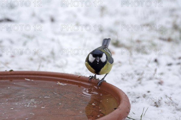 Great tit (Parus major), water, winter, drinking, snow, Germany, Fresh water is also important for songbirds in frosty weather