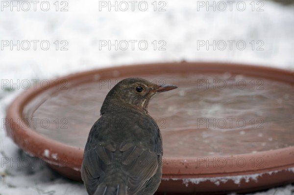 Blackbird (Turdus merula), female, water, winter, portrait, A bowl of water is important for songbirds even when it is snowing