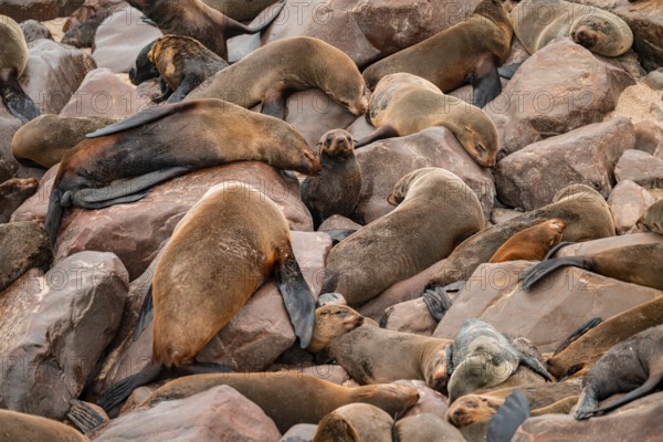 Seal colony, fur seal, Cape fur seal (Arctocephalus pusillus), Cape Cross, Atlantic coast, Namibia