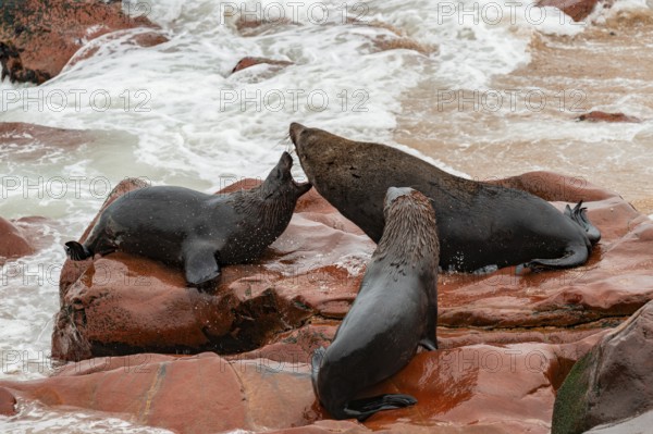 Male fur seals fighting for territory, Cape fur seal (Arctocephalus pusillus), Cape Cross, Atlantic coast, Namibia