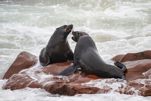 Seal colony, fur seal sleeping, Cape fur seal (Arctocephalus pusillus), Cape Cross, Atlantic coast, Namibia