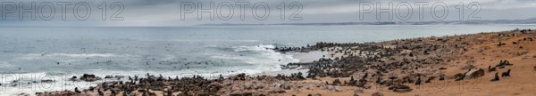 Panorama, seal colony by the sea, fur seal, Cape fur seal (Arctocephalus pusillus), Cape Cross, Atlantic coast, Namibia
