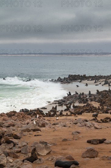 Seal colony, fur seal, Cape fur seal (Arctocephalus pusillus), Cape Cross, Atlantic coast, Namibia