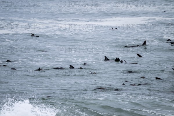 Seal colony, fur seals in the sea, Cape fur seal (Arctocephalus pusillus), Cape Cross, Atlantic coast, Namibia