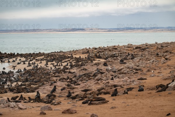 Seal colony by the sea, fur seal, Cape fur seal (Arctocephalus pusillus), Cape Cross, Atlantic coast, Namibia