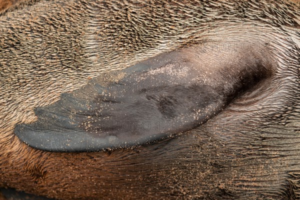 Detail, fin of a fur seal, Cape fur seal (Arctocephalus pusillus), Cape Cross, Atlantic coast, Namibia