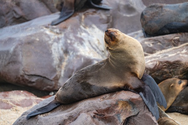 Fur seal sitting happily on rocks, animal doing yoga, Cape fur seal (Arctocephalus pusillus), Cape Cross, Atlantic coast, Namibia