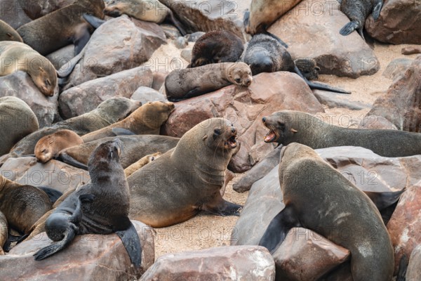Seal colony, fur seal, Cape fur seal (Arctocephalus pusillus), Cape Cross, Atlantic coast, Namibia