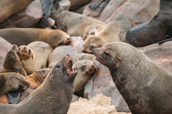 Male fur seals fighting for territory, Cape fur seal (Arctocephalus pusillus), Cape Cross, Atlantic coast, Namibia