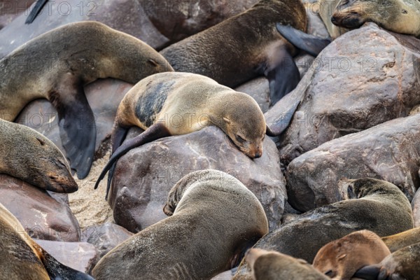 Seal colony, fur seal sleeping, Cape fur seal (Arctocephalus pusillus), Cape Cross, Atlantic coast, Namibia
