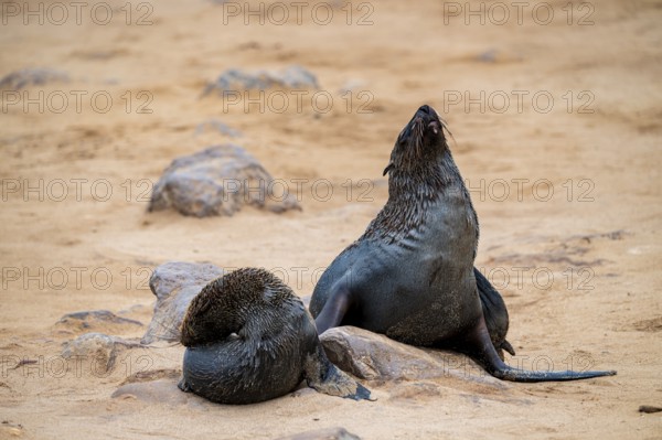 Fur seal, Cape fur seal (Arctocephalus pusillus), Cape Cross, Atlantic coast, Namibia