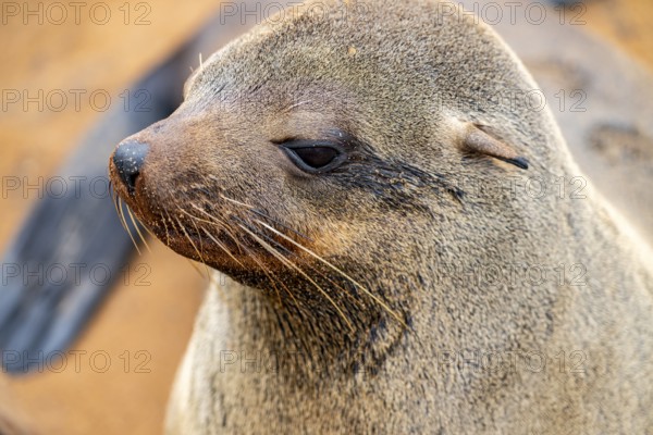 Animal portrait, fur seal, Cape fur seal (Arctocephalus pusillus), Cape Cross, Atlantic coast, Namibia