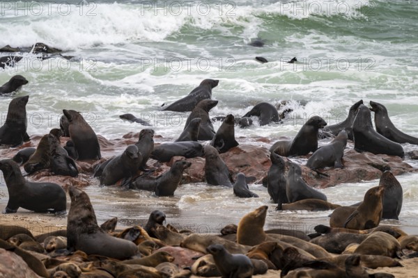 Seal colony, fur seal, Cape fur seal (Arctocephalus pusillus), Cape Cross, Atlantic coast, Namibia