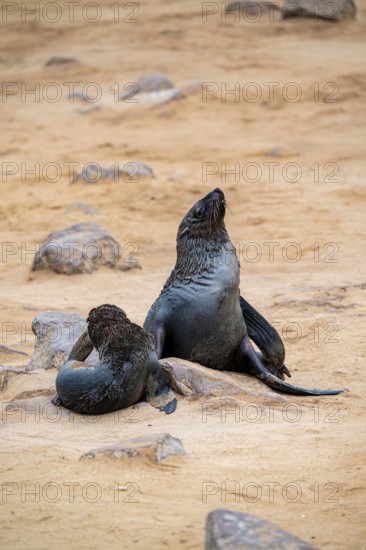 Fur seal with pup, Cape fur seal (Arctocephalus pusillus), Cape Cross, Atlantic coast, Namibia