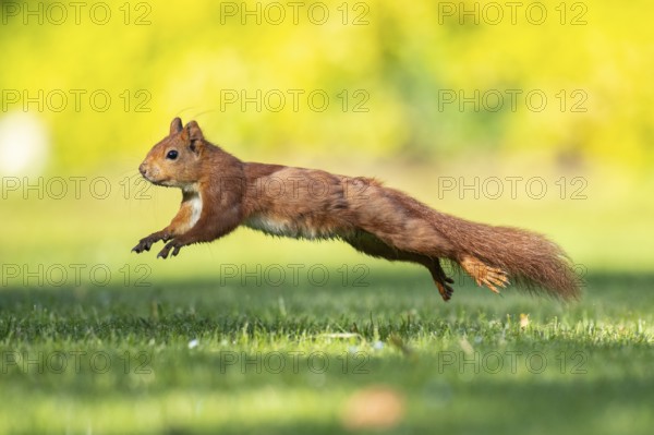 Running squirrel (ciurus vulgaris), Vechta, Lower Saxony, Germany