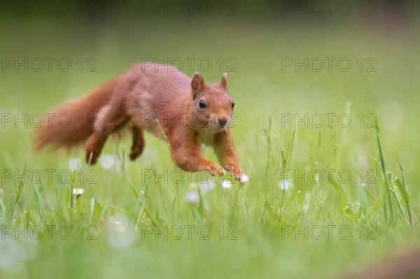 Squirrel (ciurus vulgaris), Vechta, Lower Saxony, Germany
