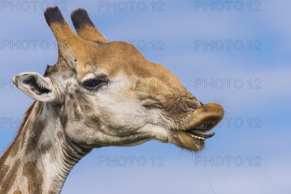 Giraffe (Giraffa) in the savannah, Kruger National Park, South Africa