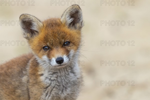 Fox (Vulpes vulpes), puppy, young fox, cute, Zandvoort, Netherlands