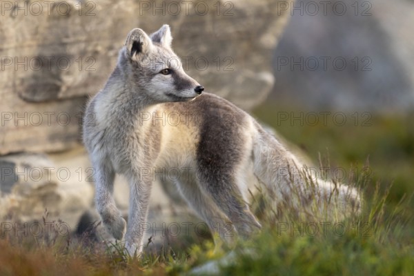 Arctic fox, snow fox or ice fox (Vulpes lagopus) Dombas, Dovrefjell, Norway