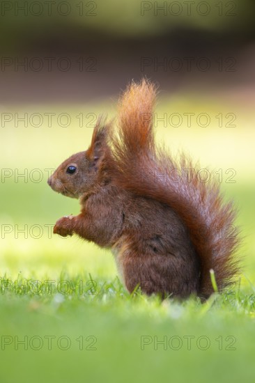 Squirrel (ciurus vulgaris), Vechta, Lower Saxony, Germany