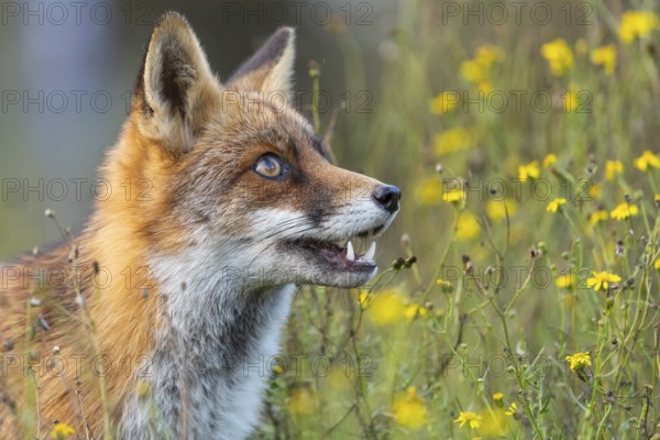 Portrait of a fox (Vulpes vulpes), Zandvoort, Netherlands